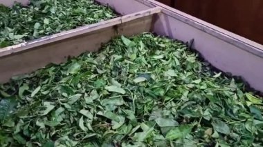 Hindistan 'da çay fabrikası Fabrikada üretim