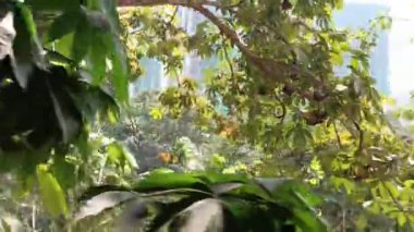 Hindistan 'da tropik bitki yaprakları