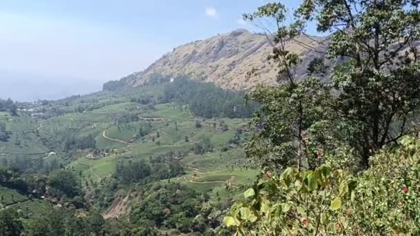 Plantations Thé Munnar Kerala Inde Tir Steadicam Révélateur Feuilles Thé — Video