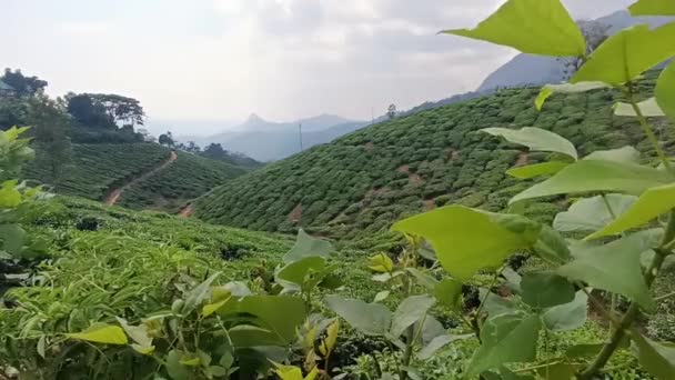 印度喀拉拉拉邦蒙纳尔的茶园 他开枪打得很稳绿茶叶鲜 — 图库视频影像