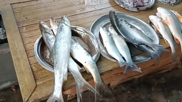 Fish Seafood Kochi Waterfront India — Stock Video