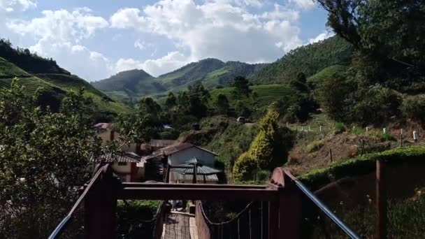 Čajové Plantáže Munnar Kerala Indie Odhaluji Záběr Steadicamu Čerstvý Zelený — Stock video