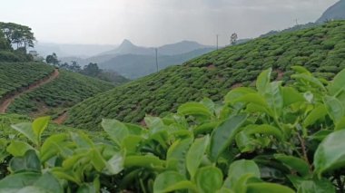 Munnar 'daki çay tarlaları, Kerala, Hindistan. Steadicam vuruşunu gösteriyor. Taze yeşil çay yaprakları.