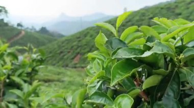Munnar 'daki çay tarlaları, Kerala, Hindistan. Steadicam vuruşunu gösteriyor. Taze yeşil çay yaprakları.