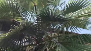  Hindistan 'da tropik bitki yaprakları