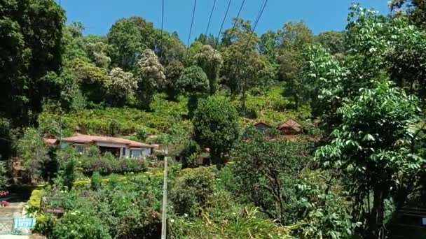 Teaültetvények Munnarban Keralában Indiában Leleplező Steadicam Lövés Friss Zöld Tealevelek — Stock videók