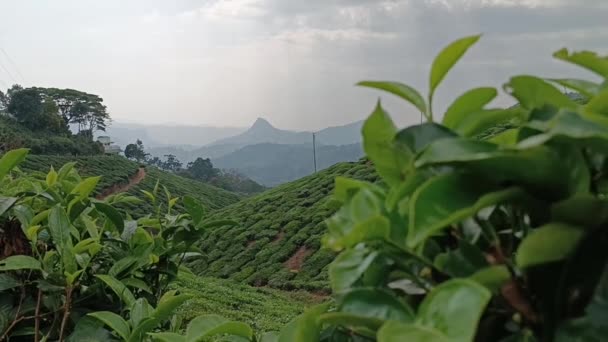 Tea Plantations Munnar Kerala India Revealing Steadicam Shot Fresh Green — Stock Video