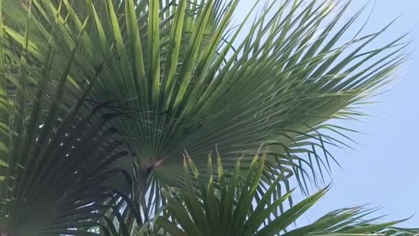 Tropische Plantenbladeren India — Stockvideo