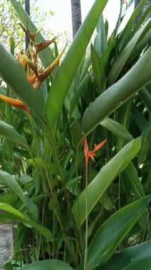 Hindistan 'da büyük sarı çiçekli bir bitkinin yaprakları.