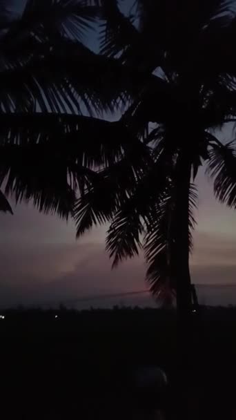 Palmkastningar Skymningen Vid Solnedgången — Stockvideo