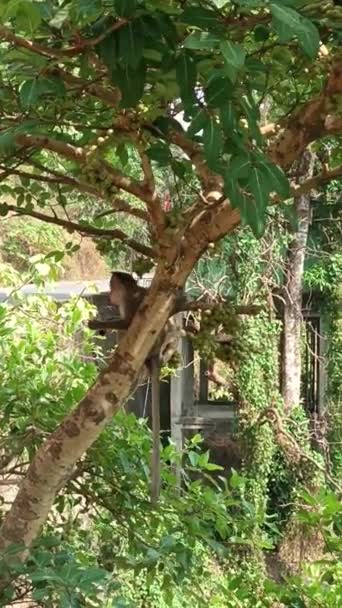 Monkey Eats Tree Race — Stock Video