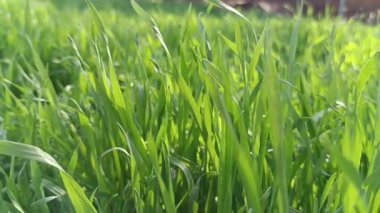 Güneş ışığının altında sulu, taze çimenler