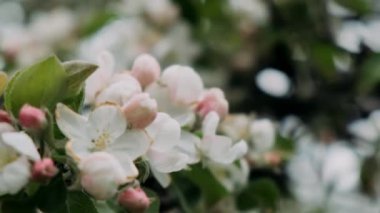 İlkbaharda bahçede elma çiçeği açar.