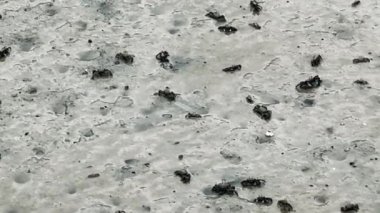 Mangrov ormanlarındaki sığ sularda sürünen yengeçler.