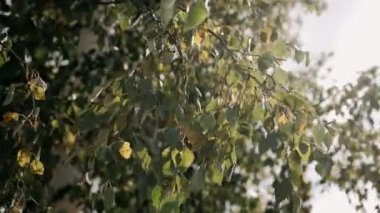  Phi Phi Adaları güneşli bir günde