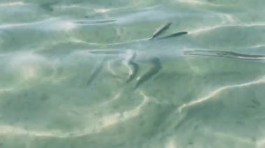  Phi Phi Adaları güneşli bir günde