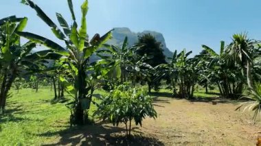  Muz ağaçları, ananas ve papayaları olan sebze bahçesi.