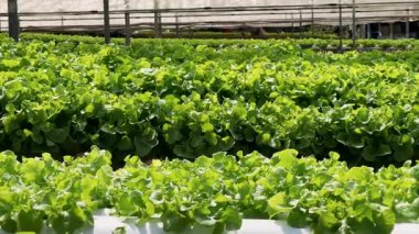 Modern serada taze yeşil marul yetiştiren hidrofonik çiftlik alanı kopyalıyor