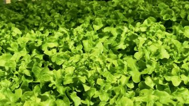 Modern serada taze yeşil marul yetiştiren hidrofonik çiftlik alanı kopyalıyor