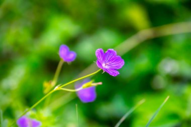 Ormanda yakın plan menekşe çiçekleri
