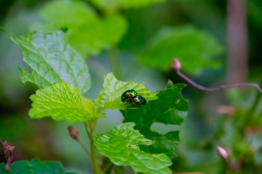Yeşil bir yaprağın üzerinde iki ateş böceği