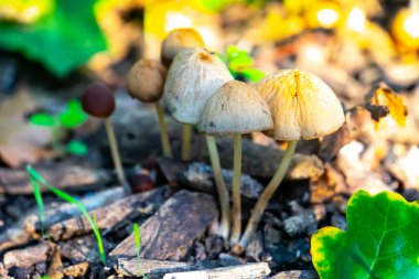 Ormandaki küçük mantarları yakın çekim