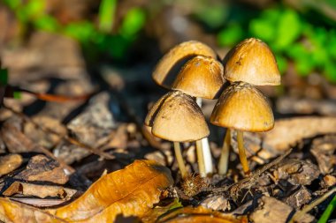 Ormandaki küçük mantarları yakın çekim
