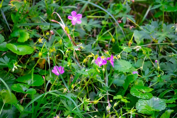 stock image closeup violet flowers in the forest