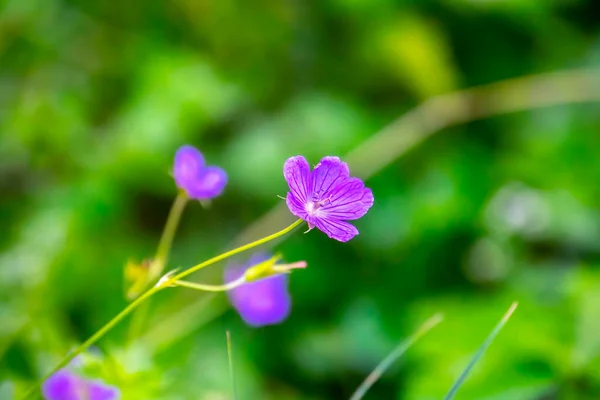 Fleurs Violettes Gros Plan Dans Forêt — Photo