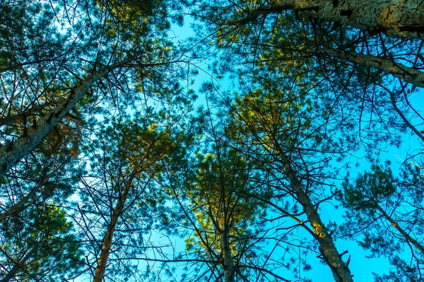 Groene Stekelige Takken Van Een Pelsboom Dennenboom Met Blauwe Lucht — Stockfoto