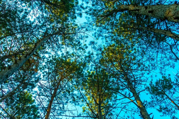 Branches Épineuses Vertes Arbre Fourrure Pin Ciel Bleu — Photo