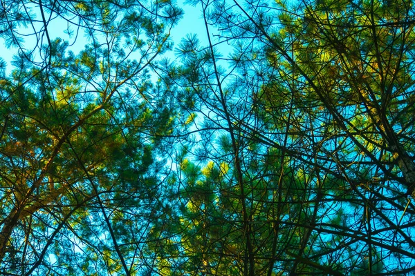 Зелені Колючі Гілки Хутра Або Сосни Блакитним Небом — стокове фото