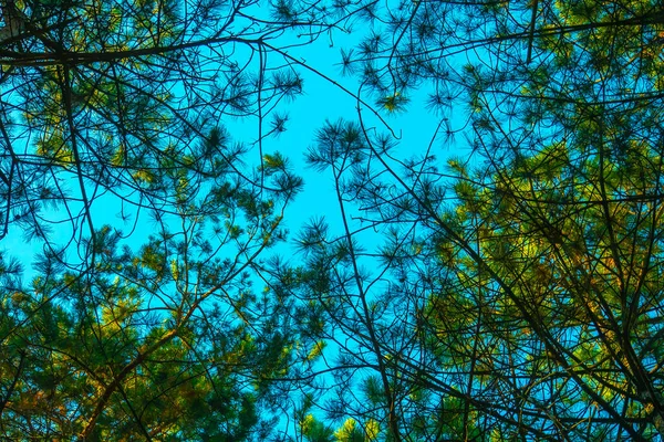Bir Kürk Ağacının Yeşil Dikenli Dalları Veya Mavi Gökyüzü Ile — Stok fotoğraf