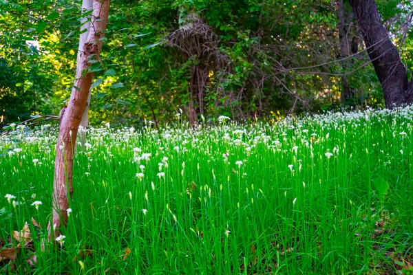 Nahaufnahme Bärlauchblüten Frühlingswald — Stockfoto