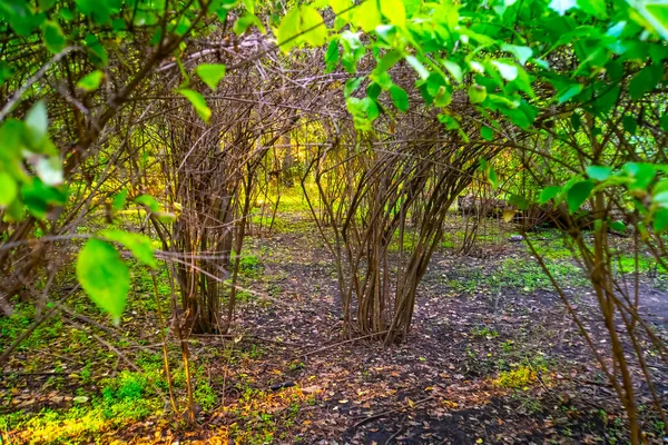 Arbustos Arco Closeup Jardim Primavera — Fotografia de Stock