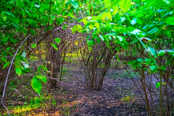 Bahar Bahçesindeki Kemer Çalılarını Kapatın — Stok fotoğraf