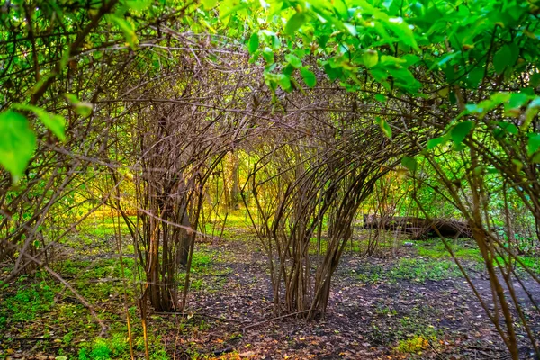 Arbustos Arco Closeup Jardim Primavera — Fotografia de Stock