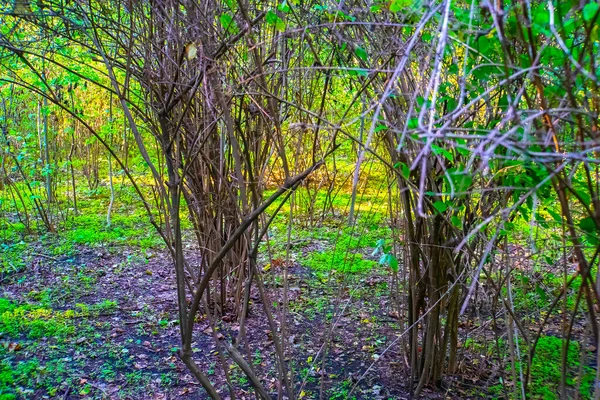 Arbustes Arcs Rapprochés Dans Jardin Printemps — Photo