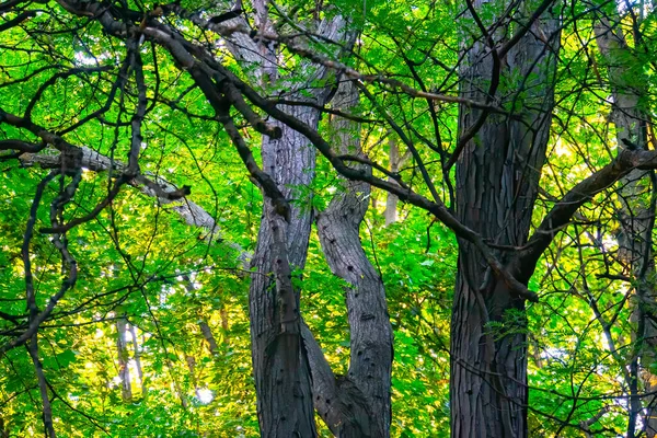 Σκούρο Πράσινο Δάσος Την Ημέρα Του Καλοκαιριού — Φωτογραφία Αρχείου