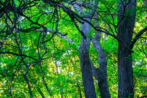 Σκούρο Πράσινο Δάσος Την Ημέρα Του Καλοκαιριού — Φωτογραφία Αρχείου