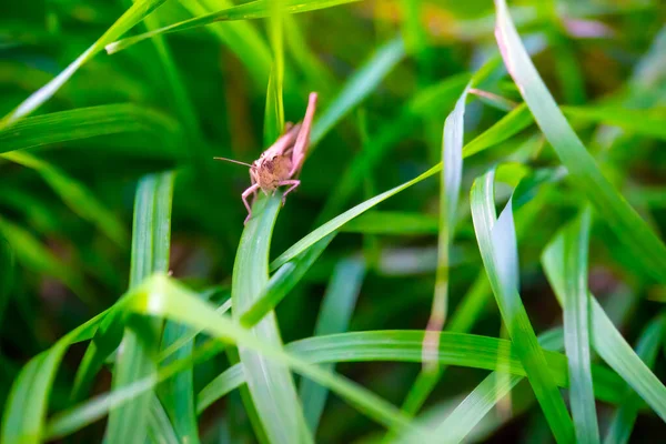 Closeup Grasshopper Green Grass — Stock Photo, Image