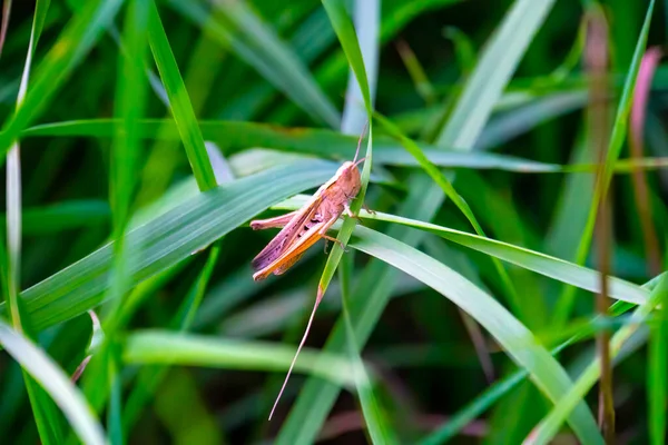 잔디에 메뚜기를 — 스톡 사진