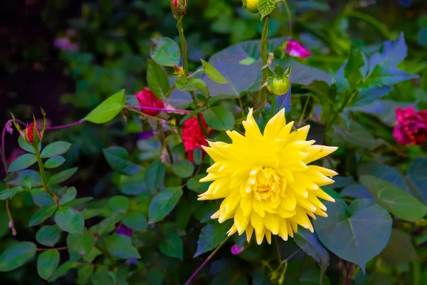 ダリア黄色の花を咲かせます 花の縁に黄色いダリアの花 — ストック写真