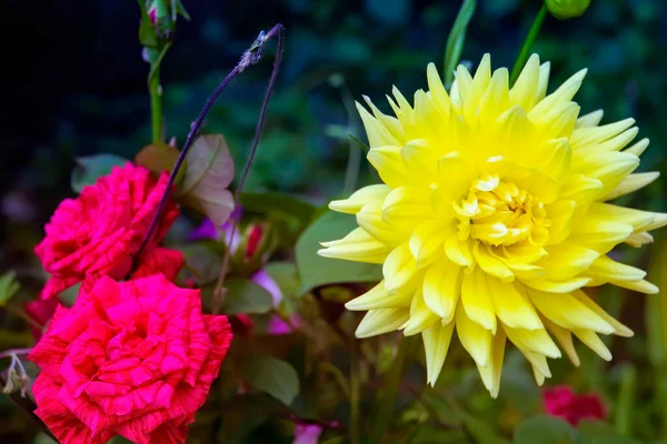 Жовта Квіткова Голова Далії Цвіте Жовта Квітка Далії Кордоні Квітів — стокове фото