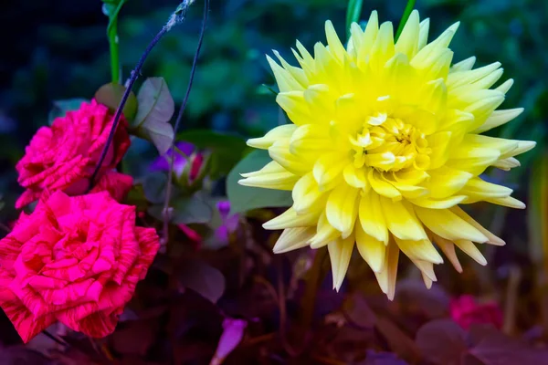 Dahlienblüten Blühen Gelbe Dahlie Blume Blume Rand — Stockfoto