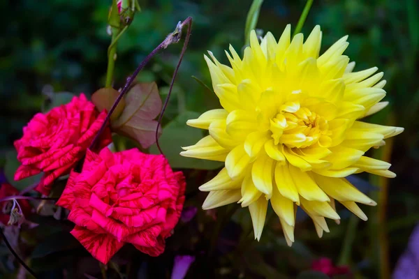 Dalia Żółty Kwiat Głowa Rozkwicie Żółty Kwiat Dahlii Granicy Kwiatu — Zdjęcie stockowe