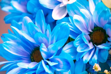 Pek çok mavi papatyanın mutlu, güneşli arka planı