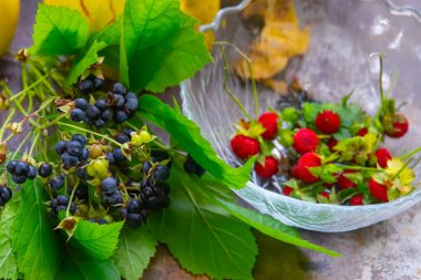 Taze böğürtlen ve ahşap arka planda yabani çilek. Ormanda böğürtlen var. Yaz ormanında sulu siyah yabani böğürtlen ve yapraklar.