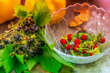 Taze böğürtlen ve ahşap arka planda yabani çilek. Ormanda böğürtlen var. Yaz ormanında sulu siyah yabani böğürtlen ve yapraklar.