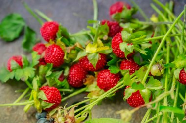 Taze böğürtlen ve ahşap arka planda yabani çilek. Ormanda böğürtlen var. Yaz ormanında sulu siyah yabani böğürtlen ve yapraklar.